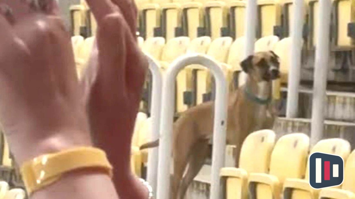 Cão invade campo e para jogo da Liga das Nações entre Escócia e Macedônia